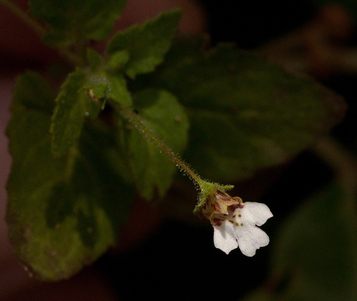 Diclis ovata Diclis ovata