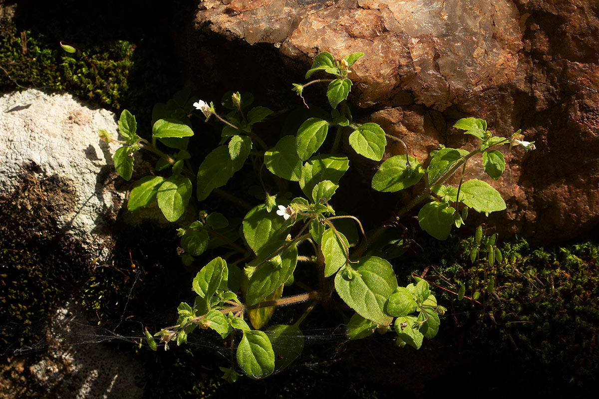 Diclis ovata Diclis ovata