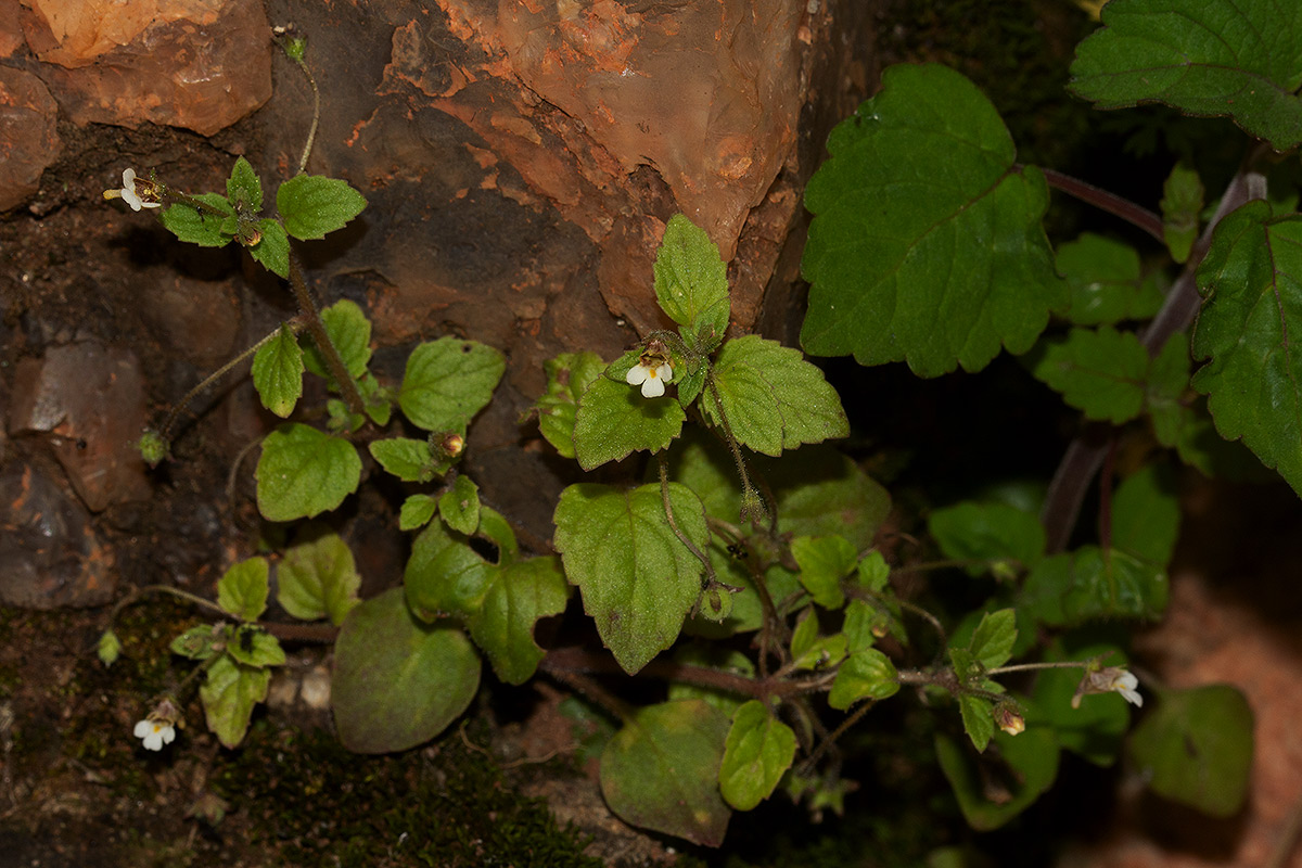 Diclis ovata Diclis ovata
