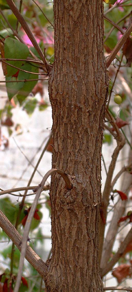 Halleria lucida Halleria lucida