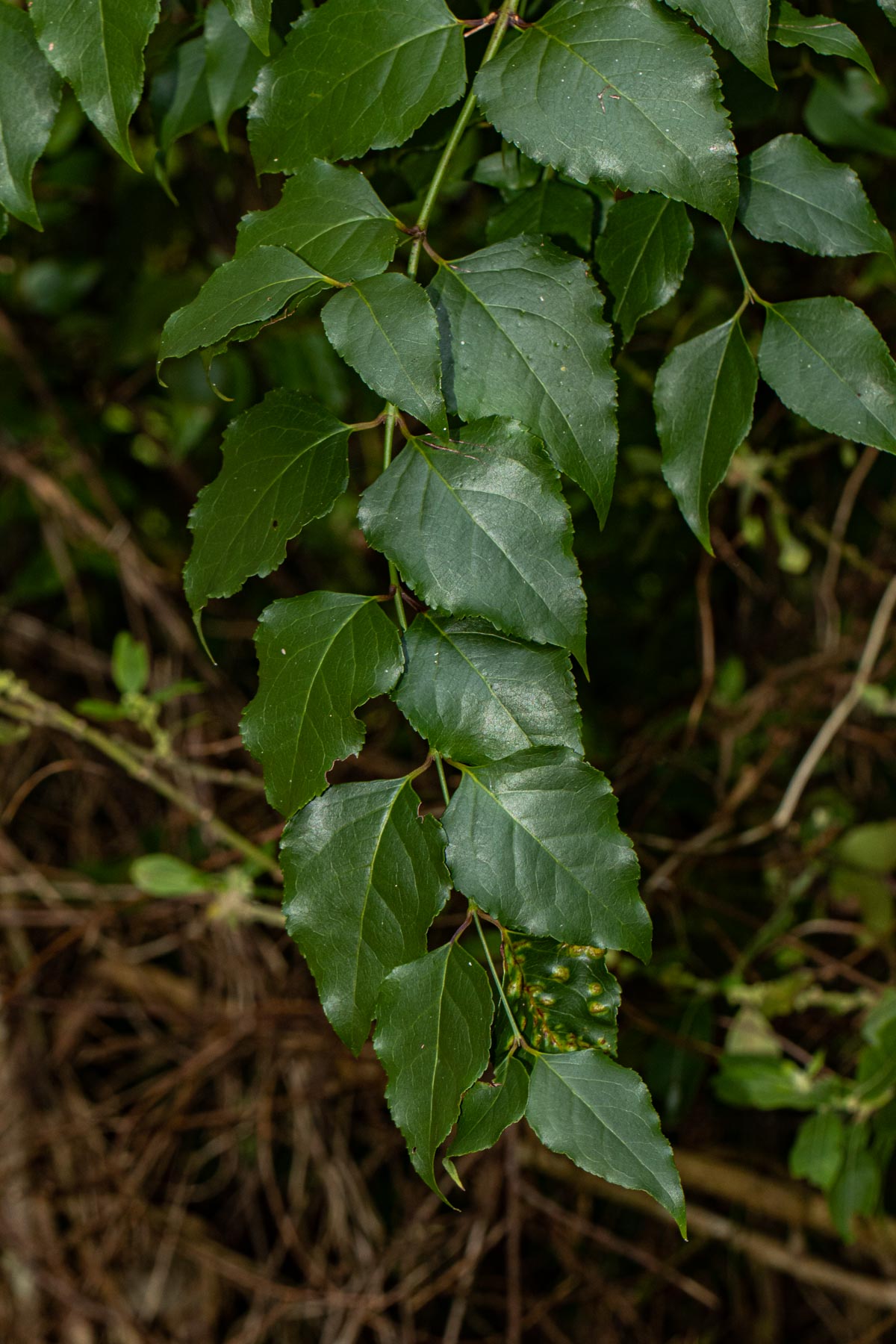 Halleria lucida Halleria lucida