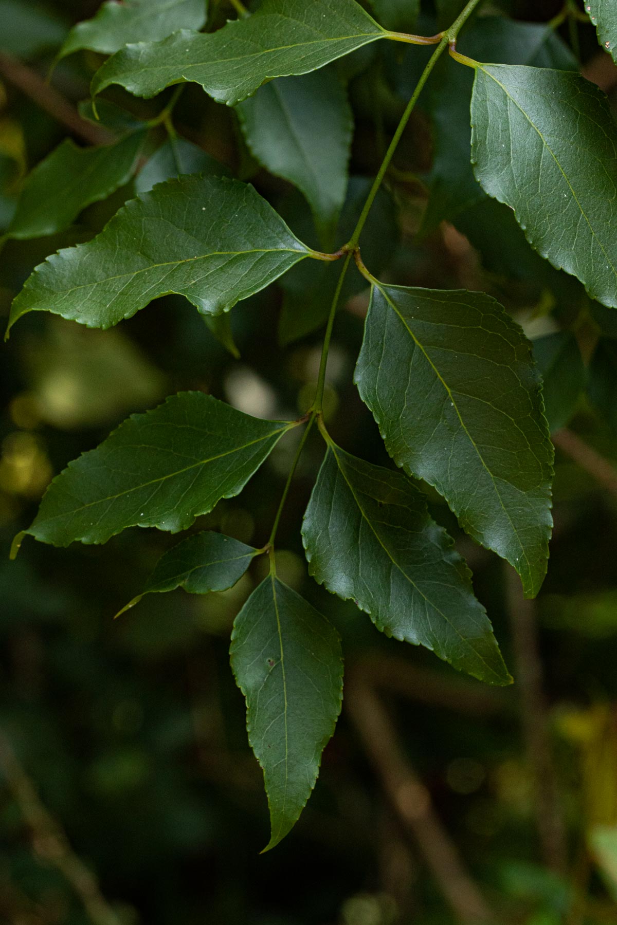 Halleria lucida Halleria lucida
