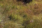 Sopubia mannii var. tenuifolia