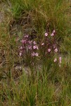 Sopubia mannii var. tenuifolia