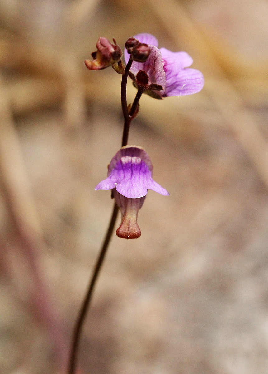 Genlisea hispidula Genlisea hispidula