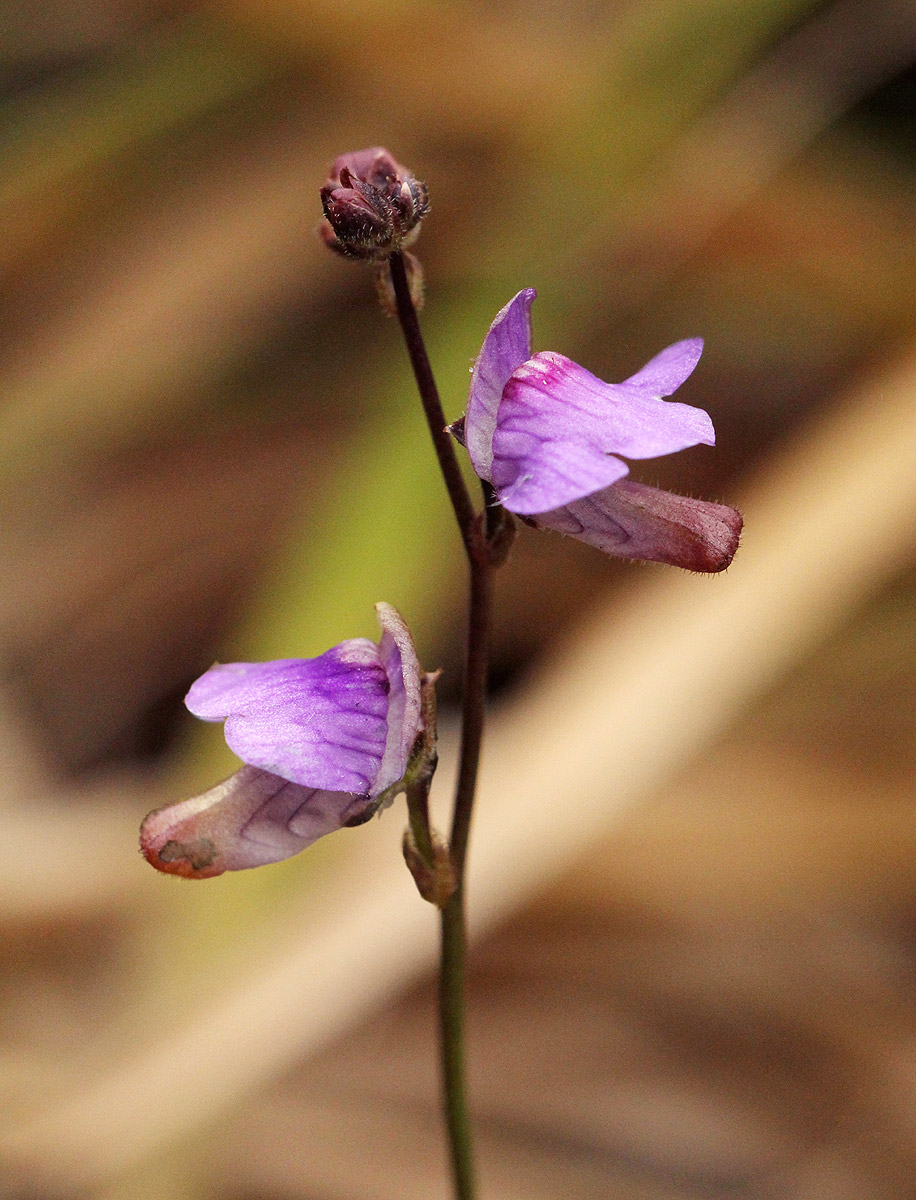 Genlisea hispidula Genlisea hispidula