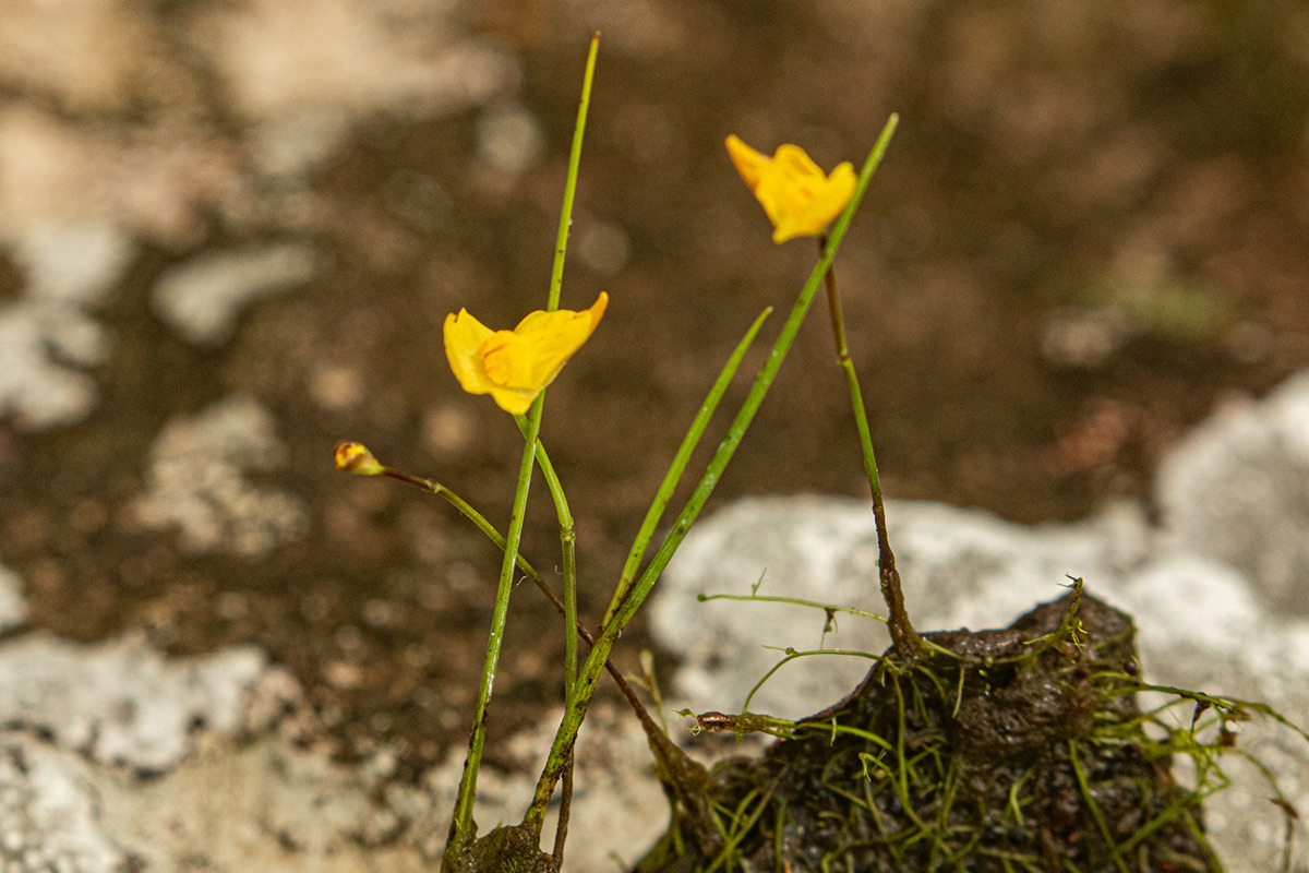 Utricularia gibba Utricularia gibba