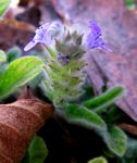 Nelsonia canescens