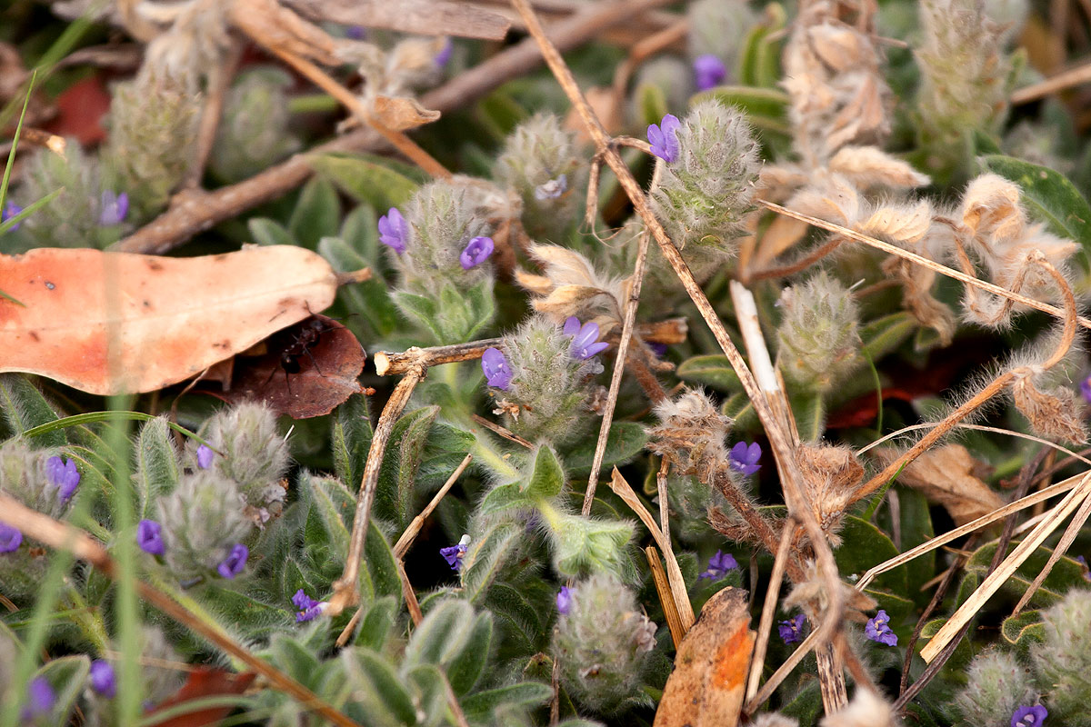Nelsonia canescens