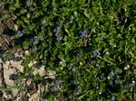 Hygrophila abyssinica