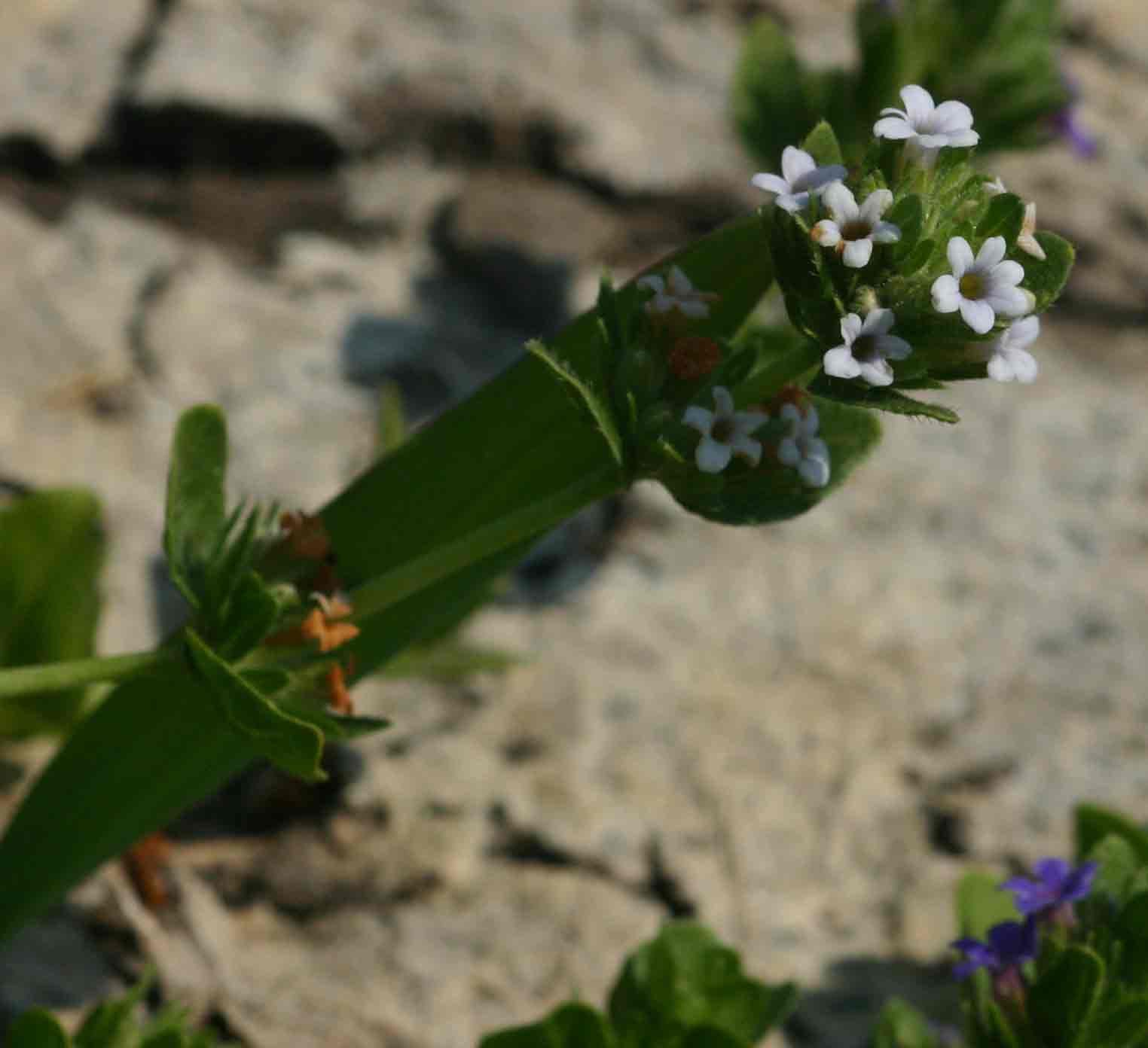 Hygrophila abyssinica