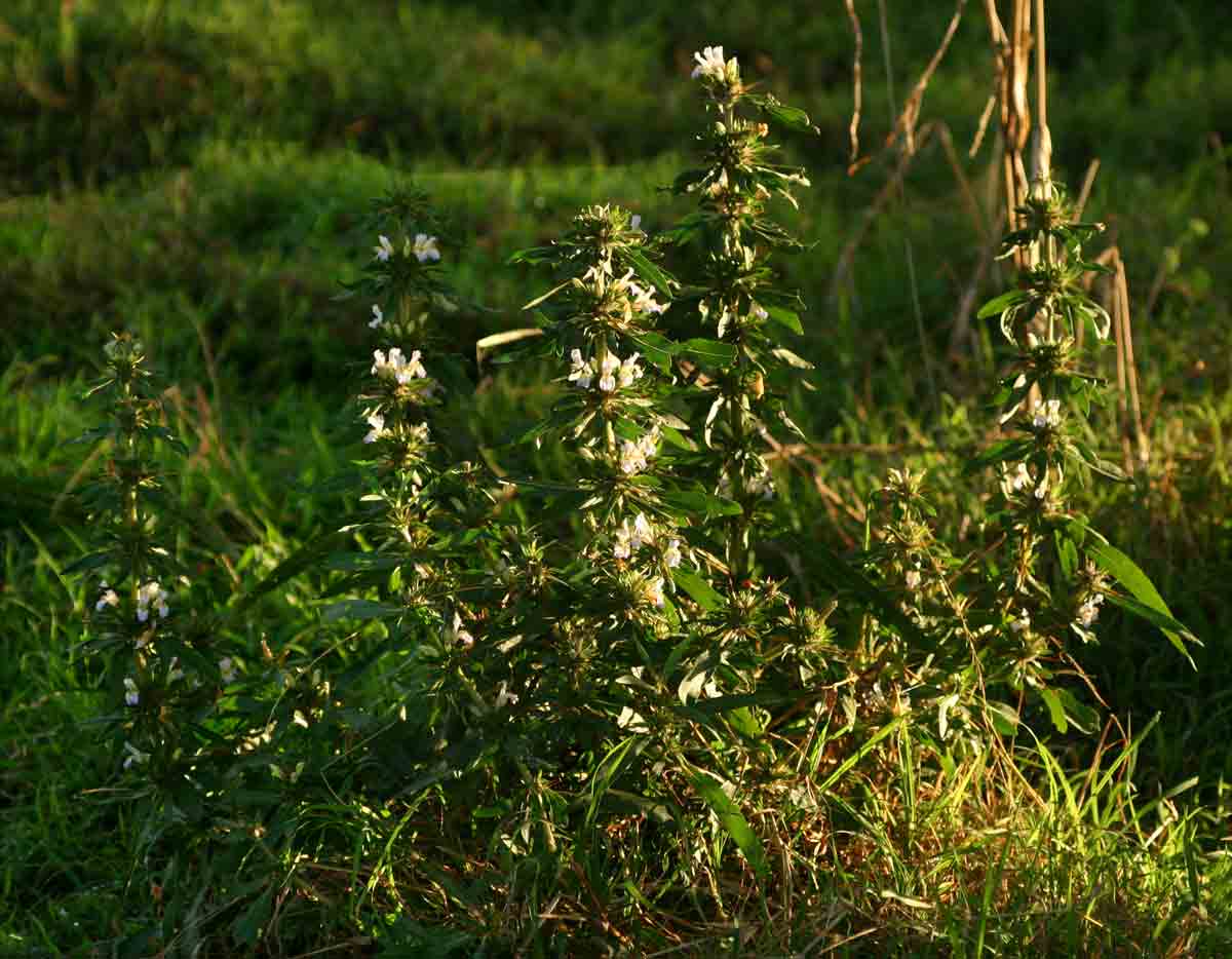 Hygrophila auriculata