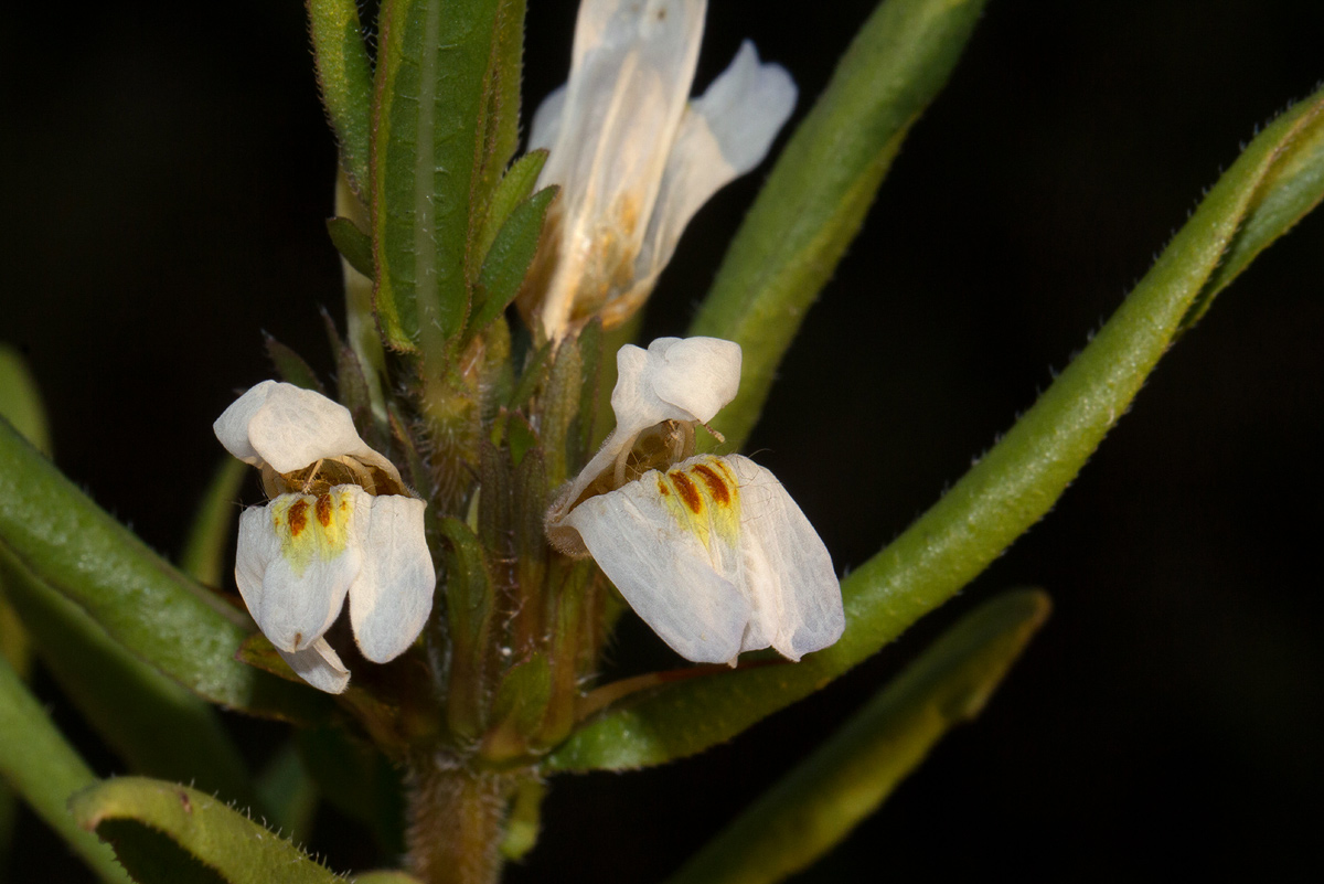 Hygrophila auriculata