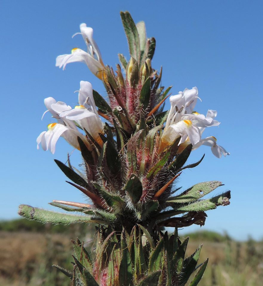 Hygrophila auriculata