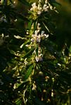 Hygrophila auriculata