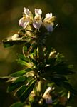 Hygrophila auriculata