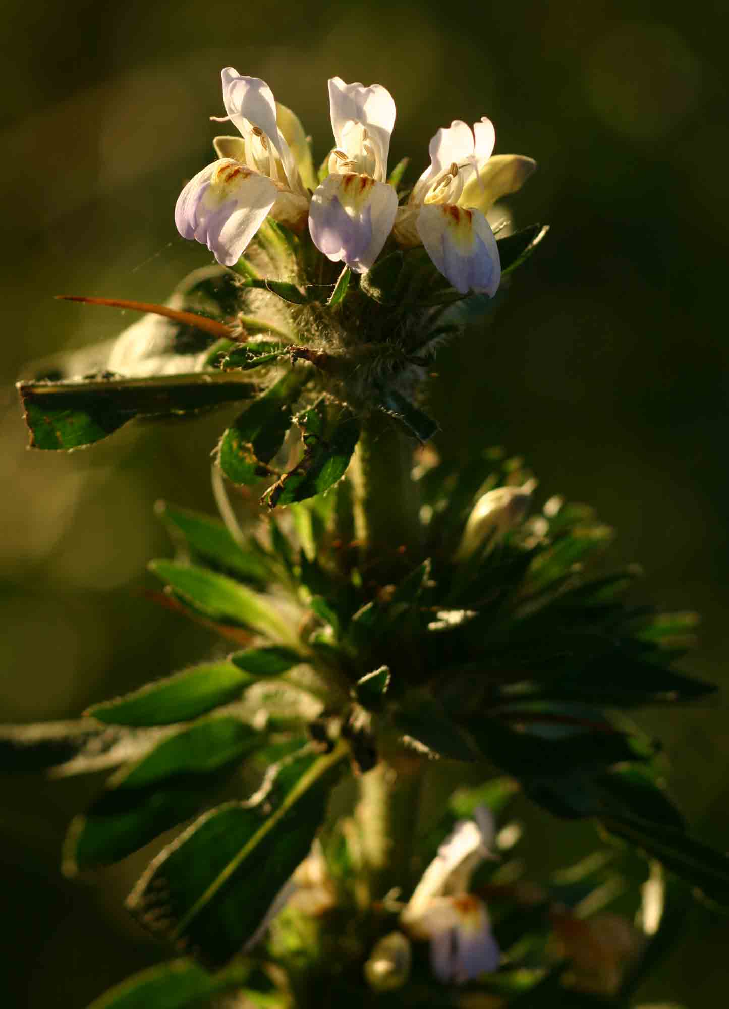 Hygrophila auriculata