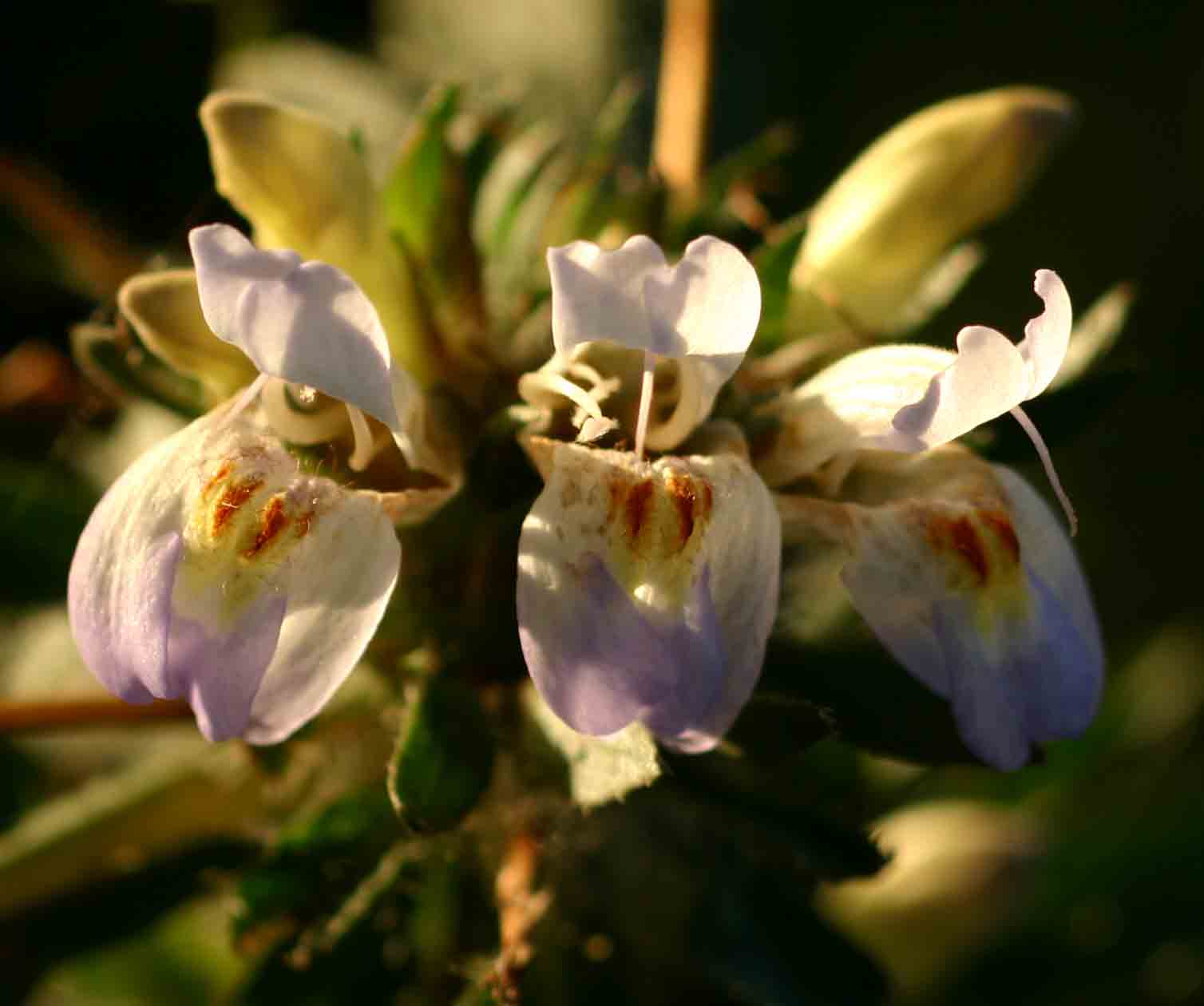 Hygrophila auriculata