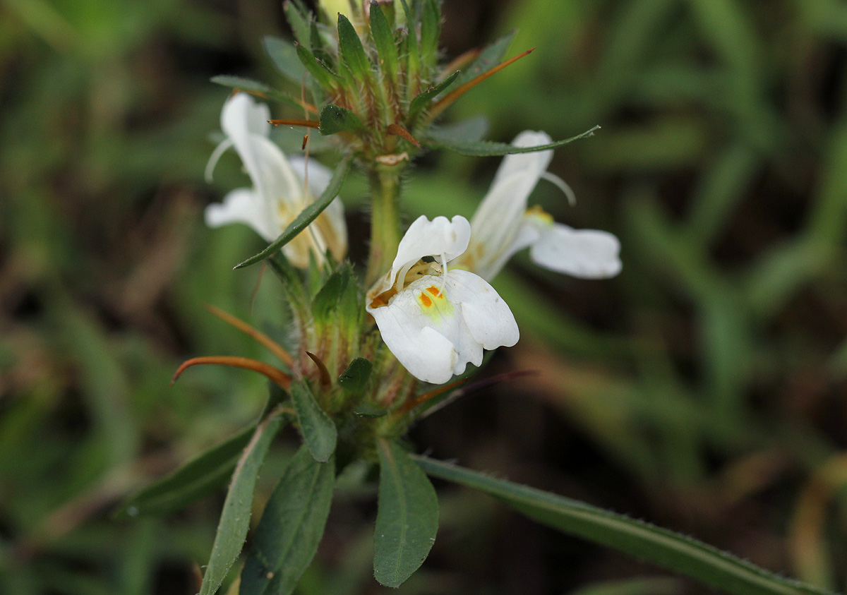 Hygrophila auriculata