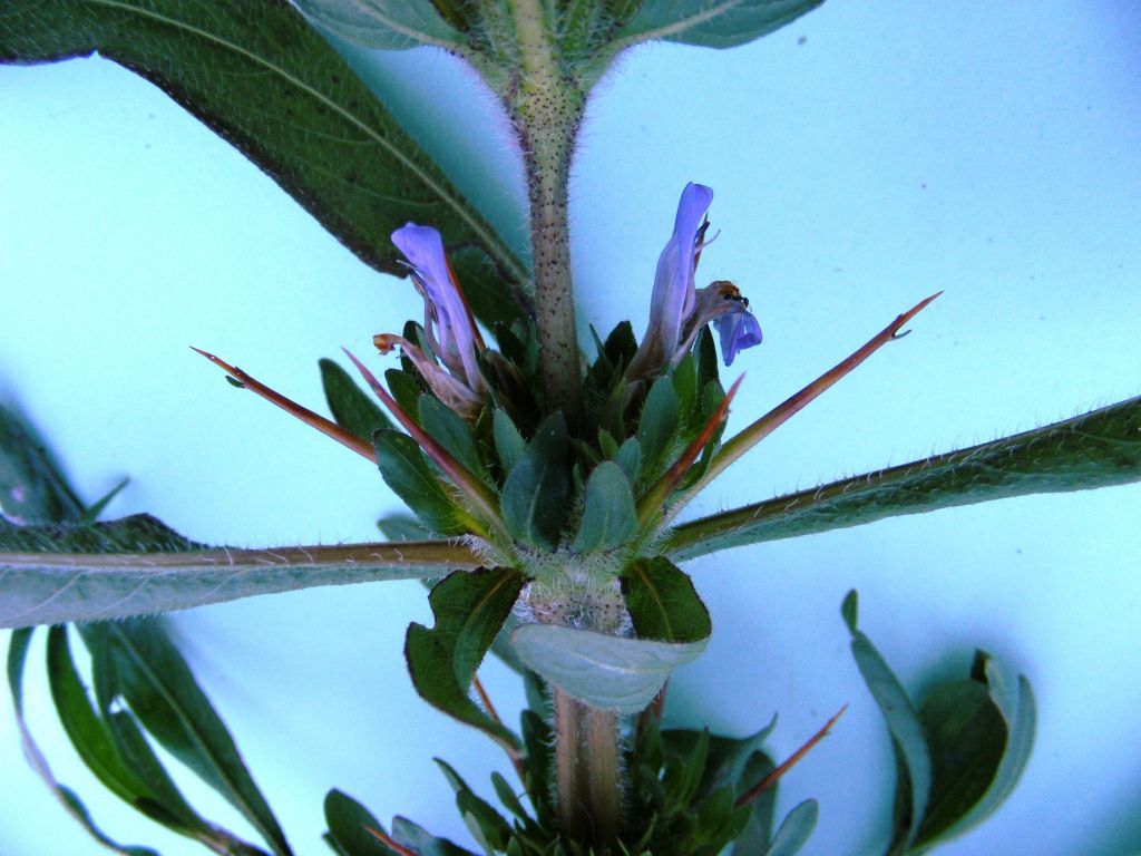 Hygrophila auriculata