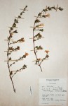 Strobilanthopsis linifolia