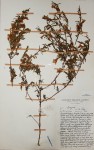 Strobilanthopsis linifolia