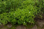 Ruellia prostrata