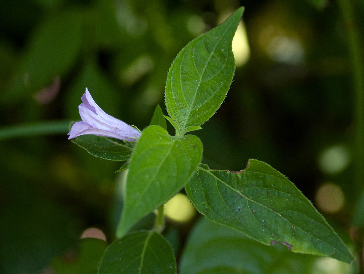Ruellia prostrata Ruellia prostrata