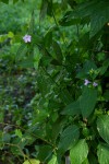 Ruellia prostrata