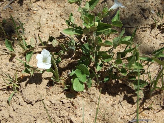Ruellia patula Ruellia patula