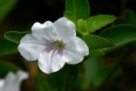 Ruellia patula