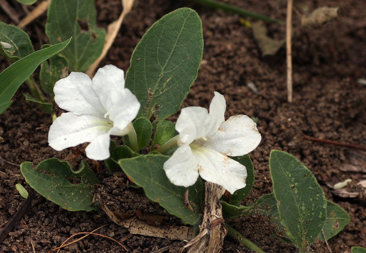 Ruellia patula Ruellia patula