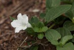 Ruellia patula