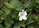 Ruellia patula