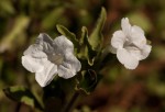 Ruellia patula