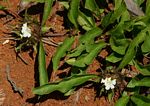 Crabbea cirsioides