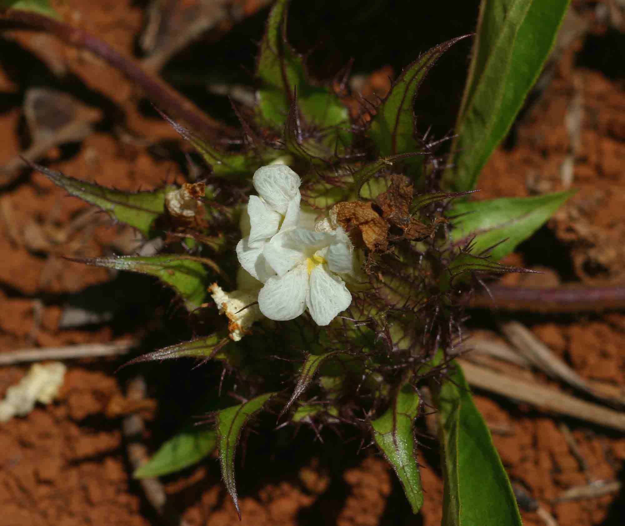Crabbea cirsioides Crabbea cirsioides