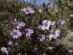 Barleria crassa subsp. crassa