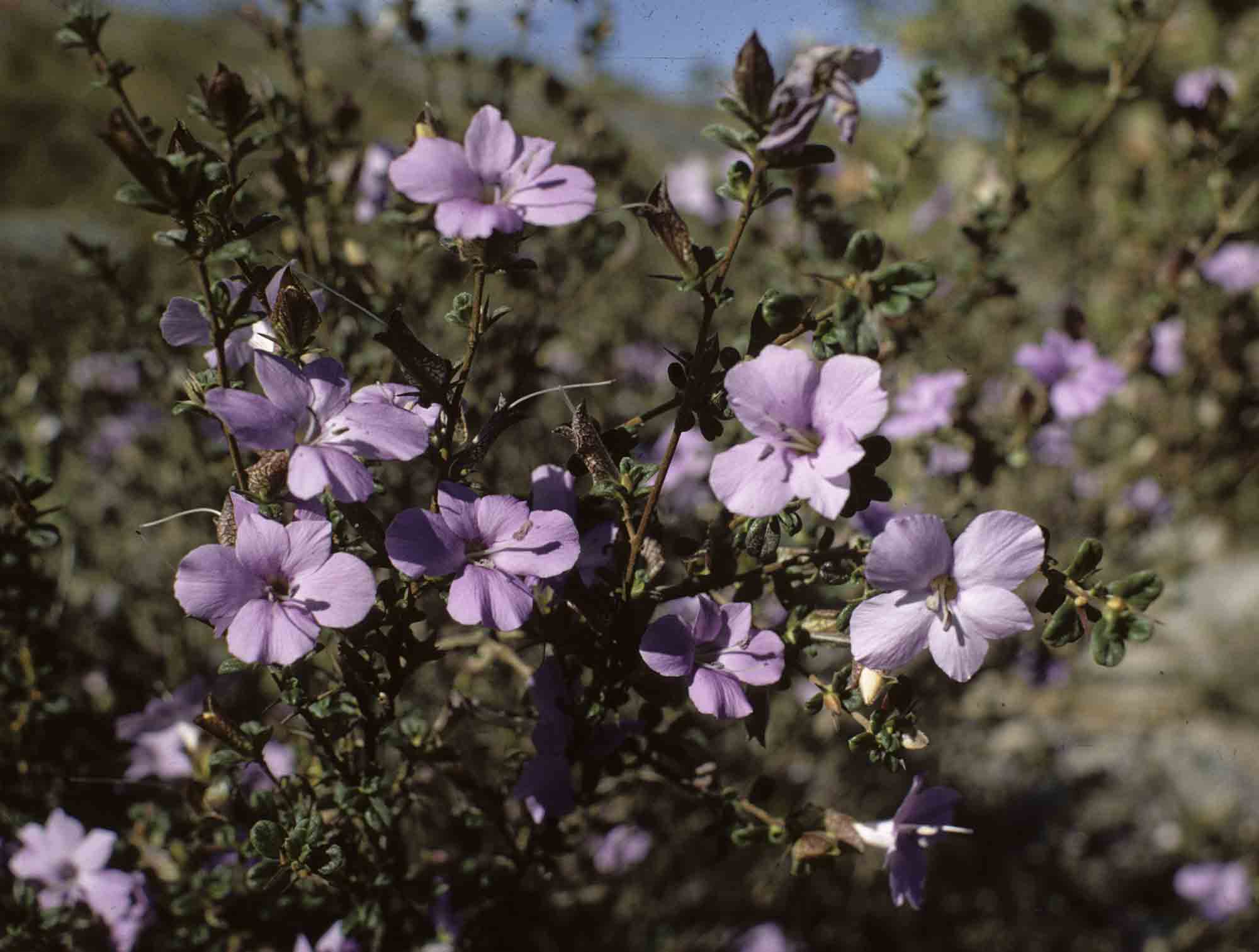 Barleria crassa subsp. crassa Barleria crassa subsp. crassa
