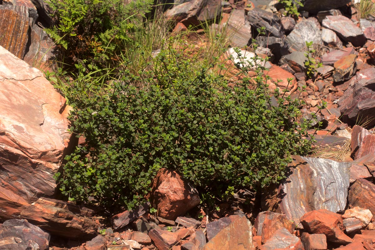 Barleria crassa subsp. crassa Barleria crassa subsp. crassa