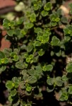Barleria crassa subsp. crassa