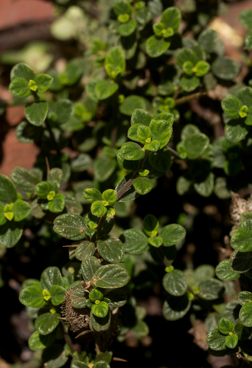 Barleria crassa subsp. crassa Barleria crassa subsp. crassa