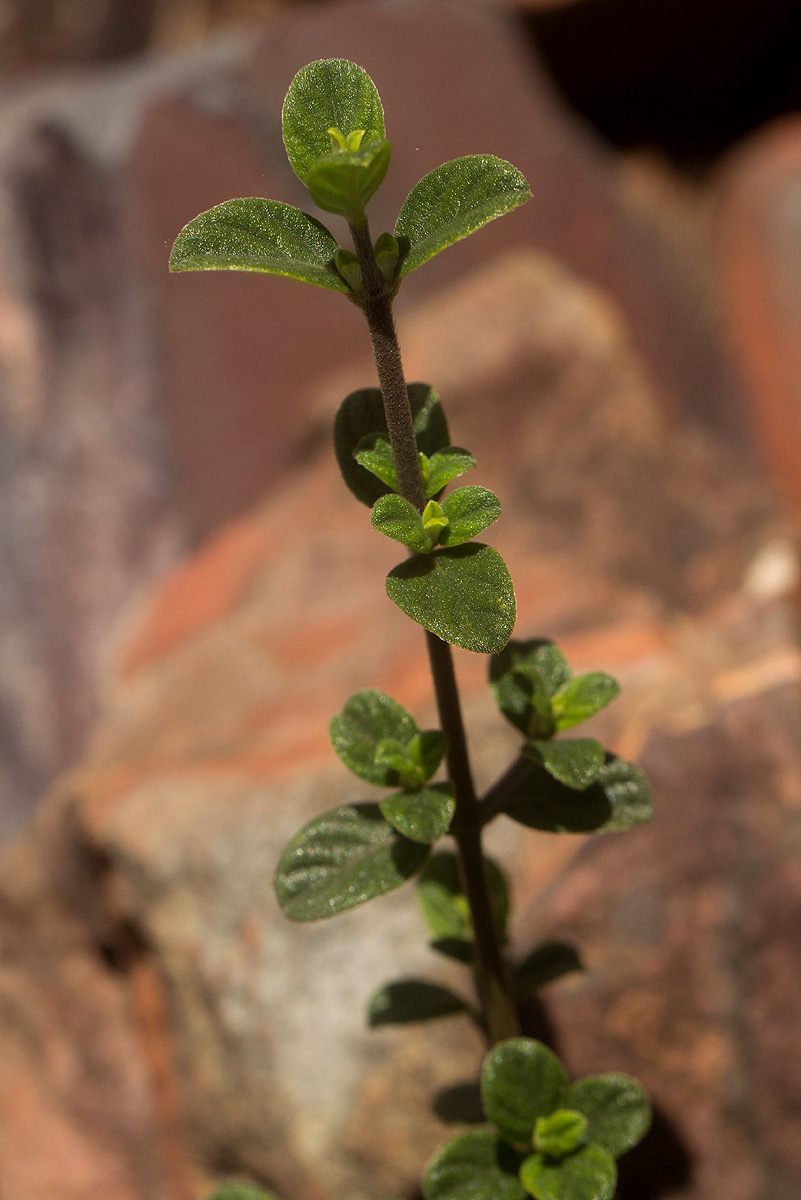 Barleria crassa subsp. crassa Barleria crassa subsp. crassa