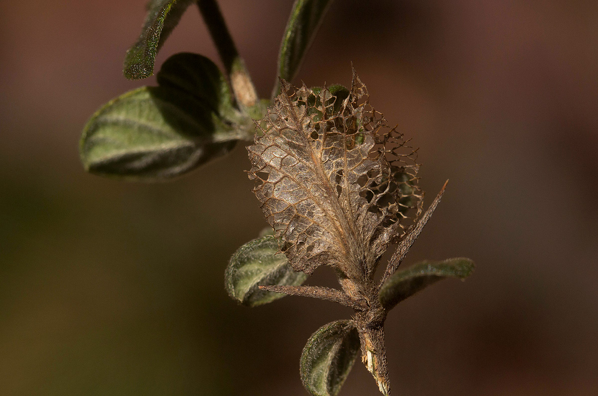 Barleria crassa subsp. crassa Barleria crassa subsp. crassa