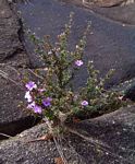Barleria crassa subsp. crassa