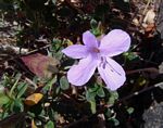 Barleria crassa subsp. crassa