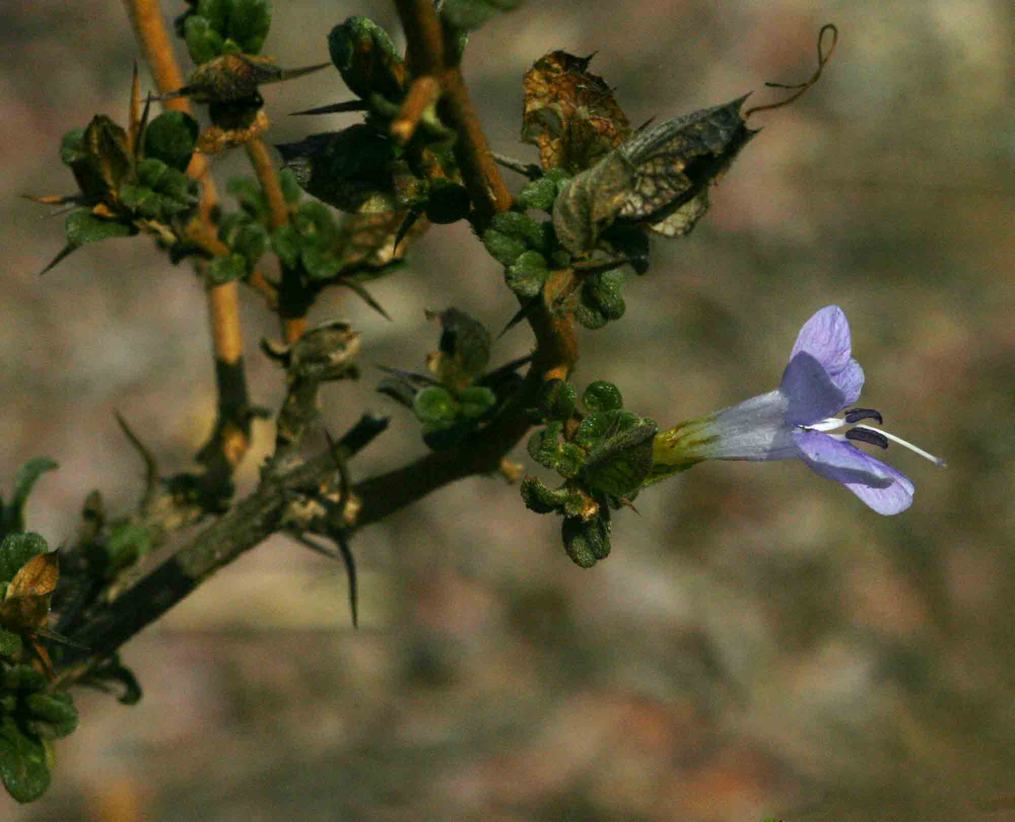 Barleria crassa subsp. crassa Barleria crassa subsp. crassa