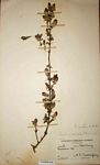 Barleria crassa subsp. crassa