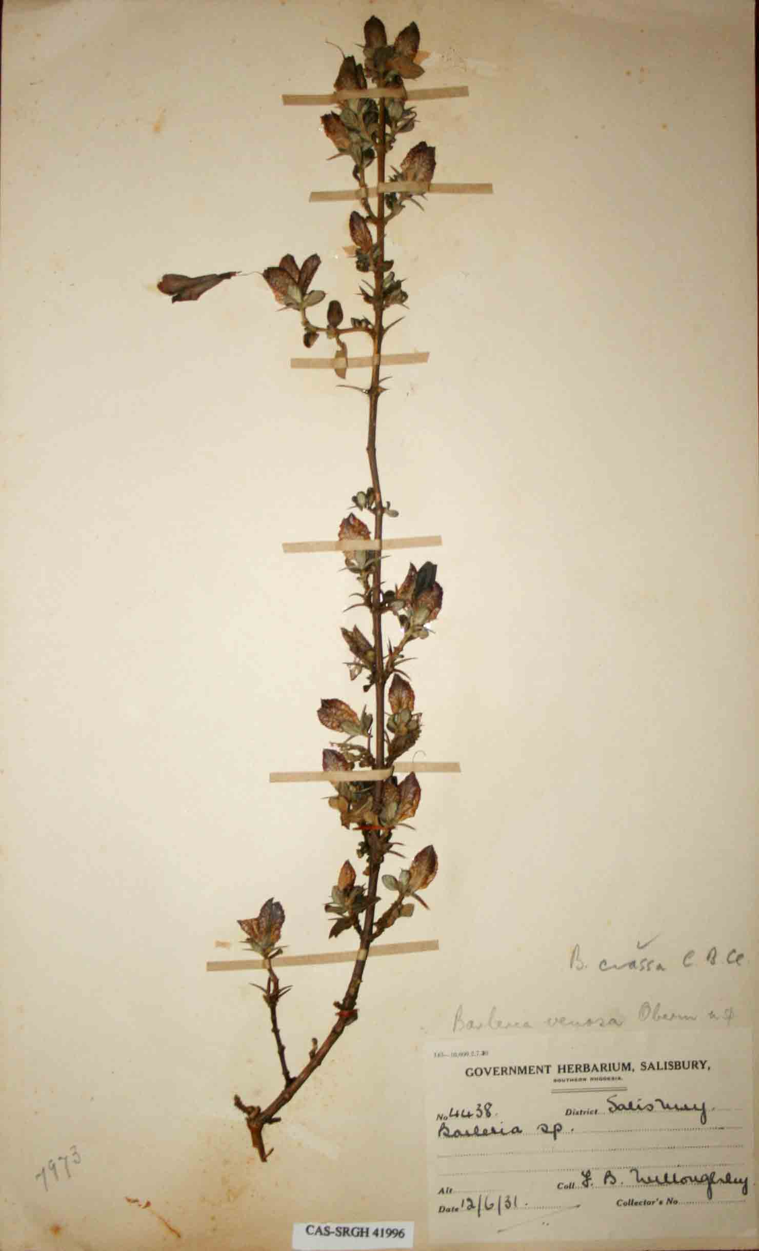 Barleria crassa subsp. crassa Barleria crassa subsp. crassa