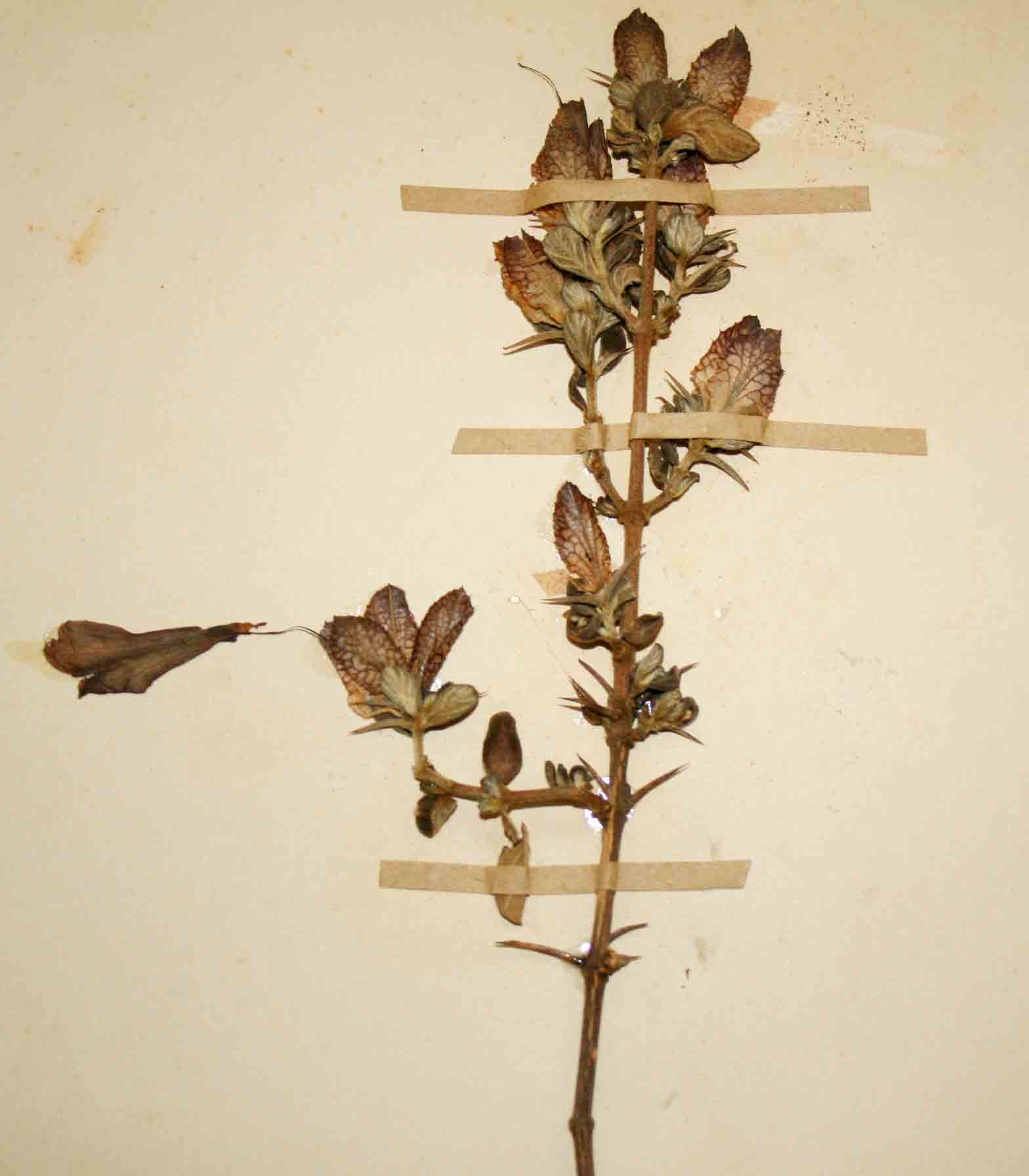 Barleria crassa subsp. crassa Barleria crassa subsp. crassa